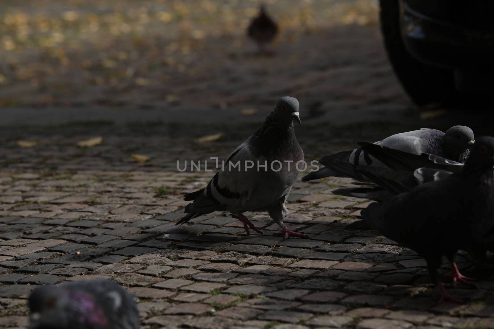 Close up of the Pigeon