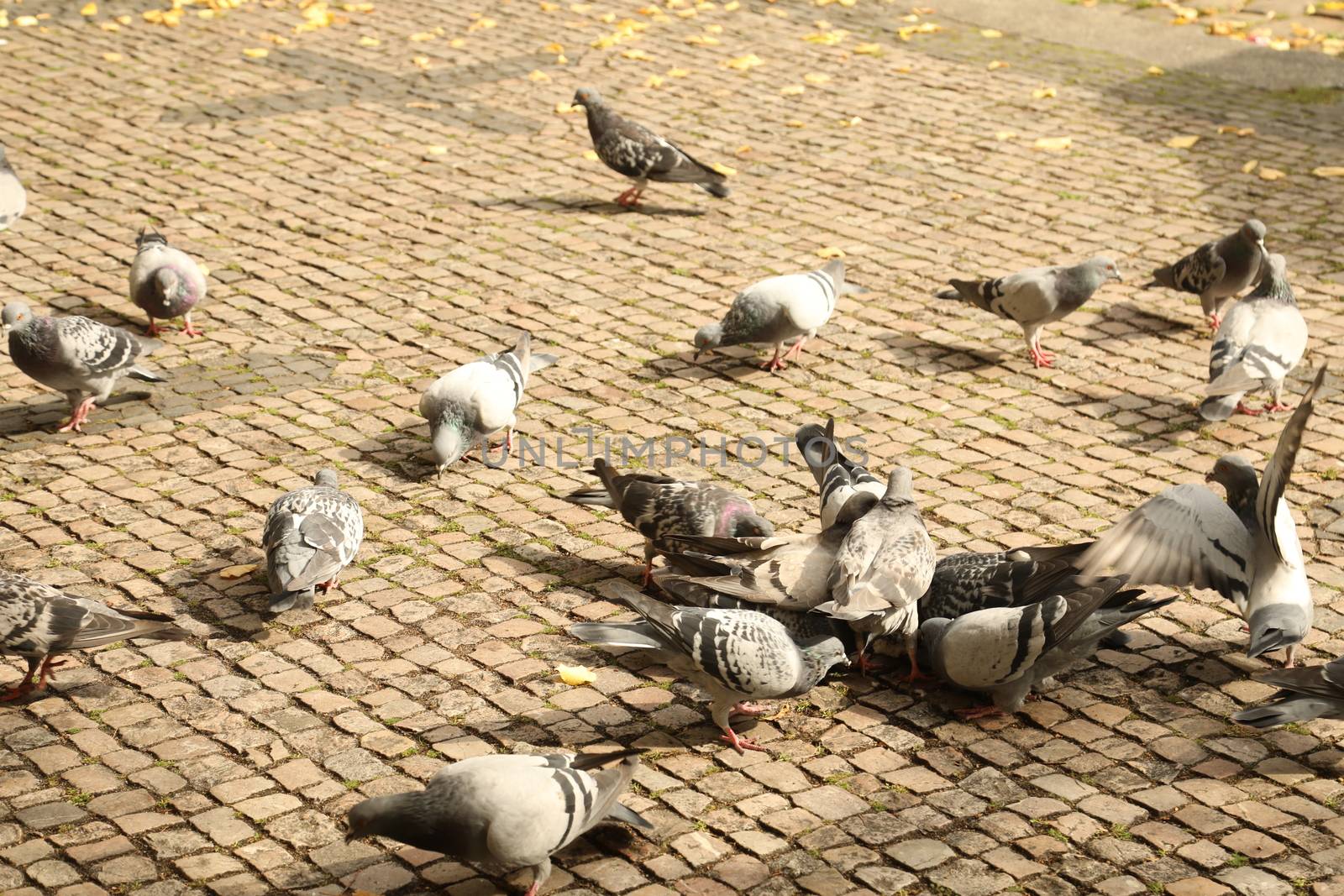 Close up of the Pigeon