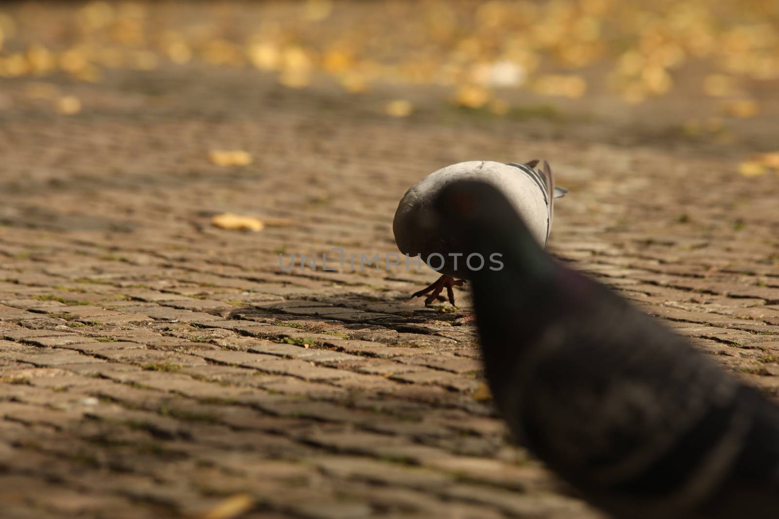 Close up of the Pigeon
