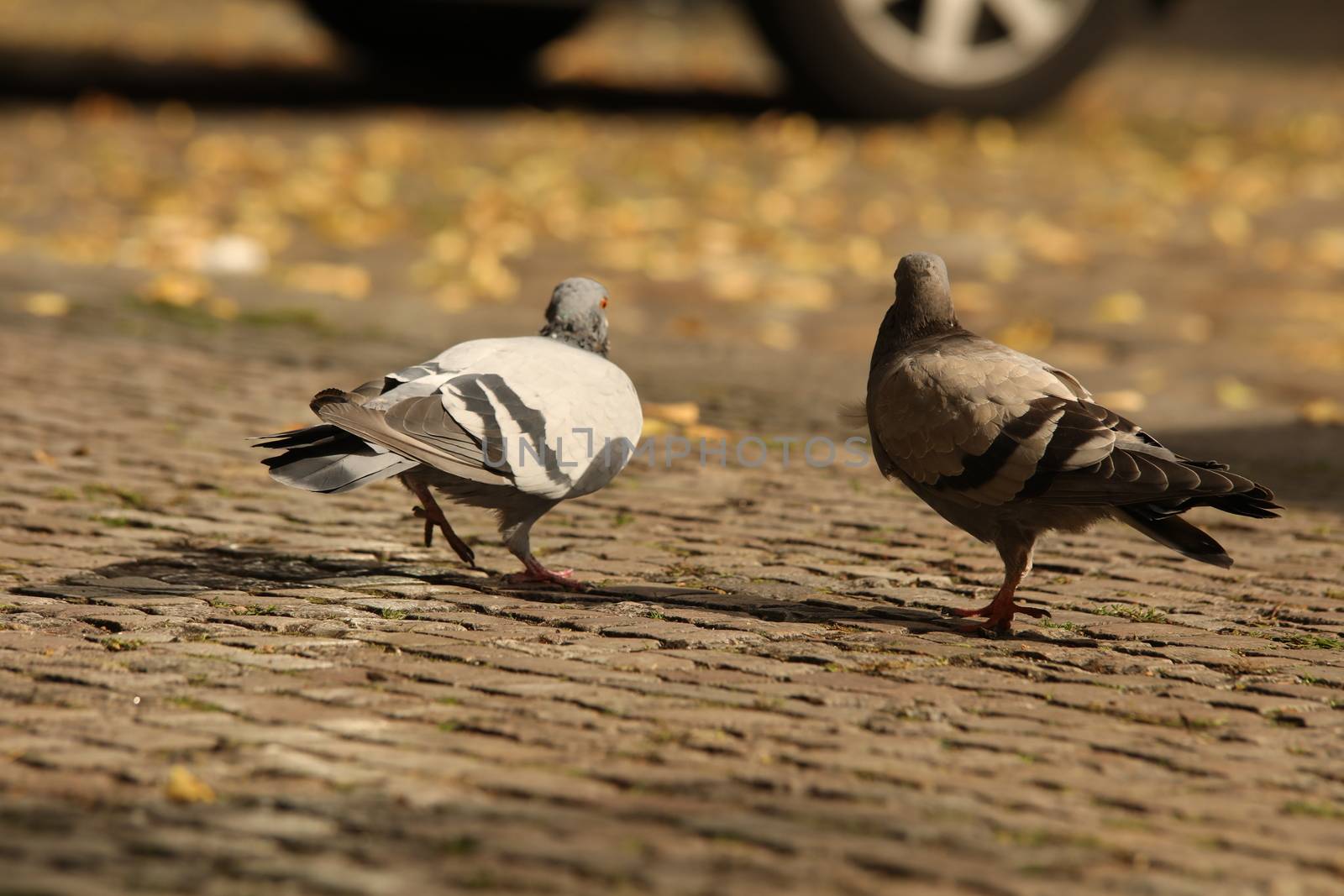 Close up of the Pigeon