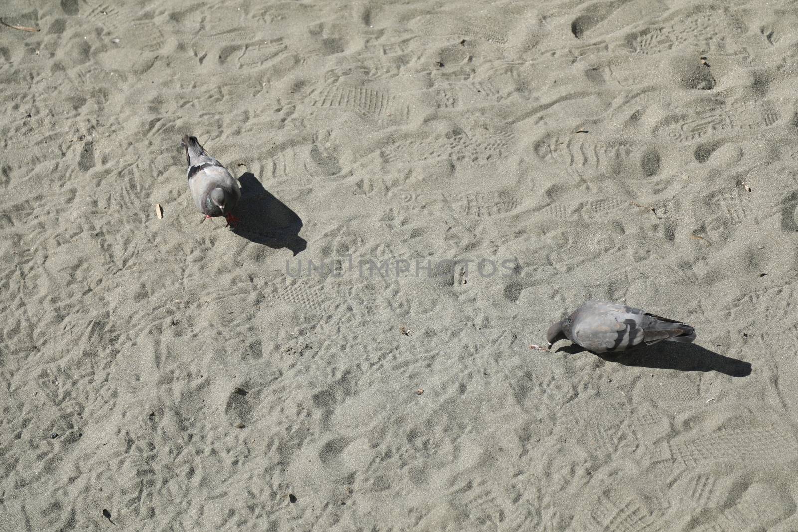 Close up of the Pigeon
