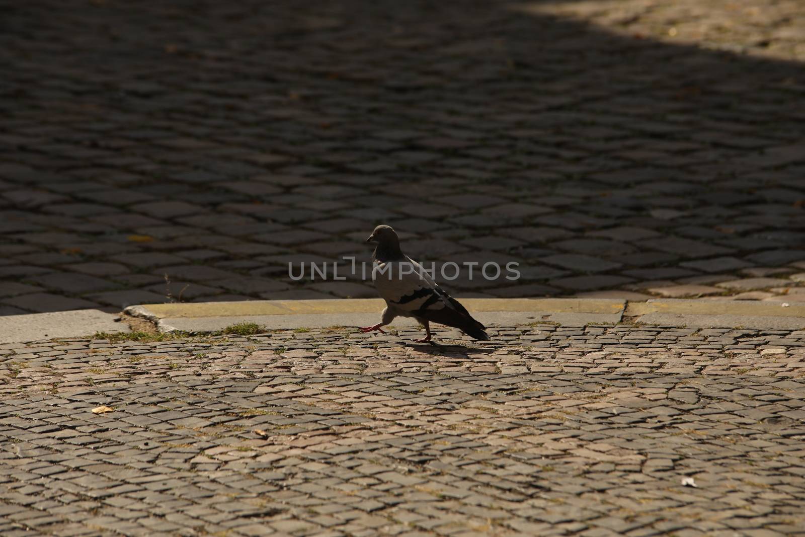 Close up of the Pigeon