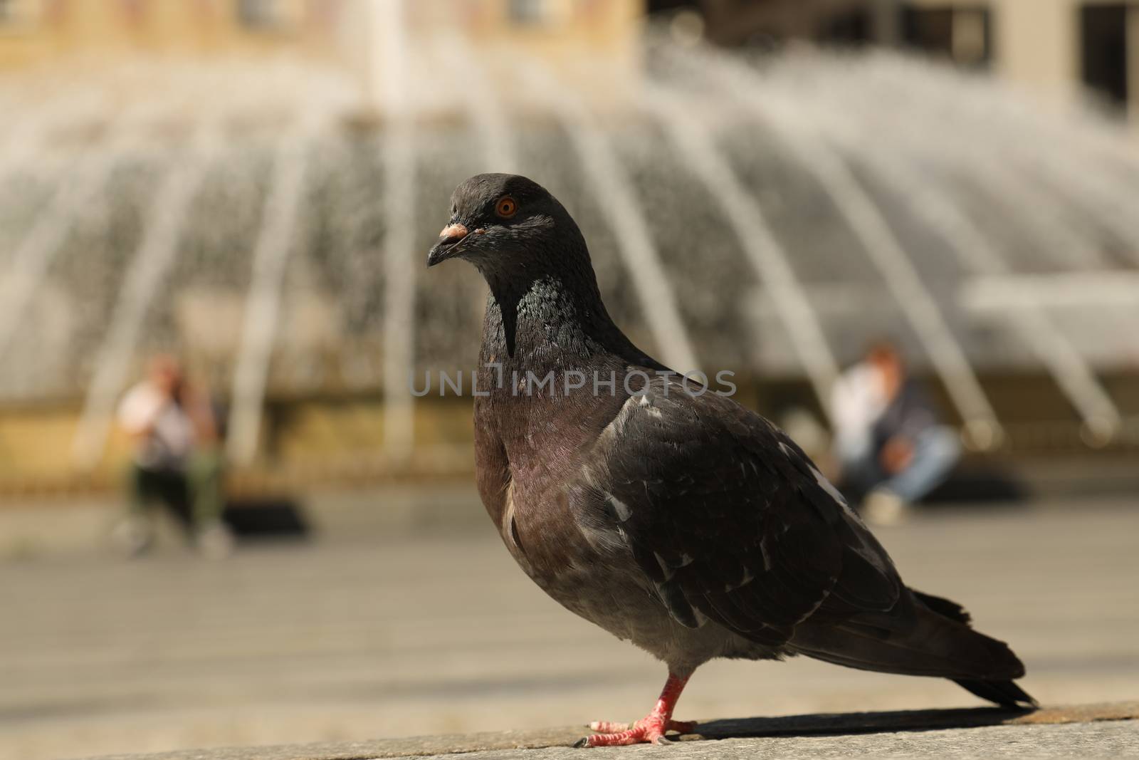 Close up of the Pigeon