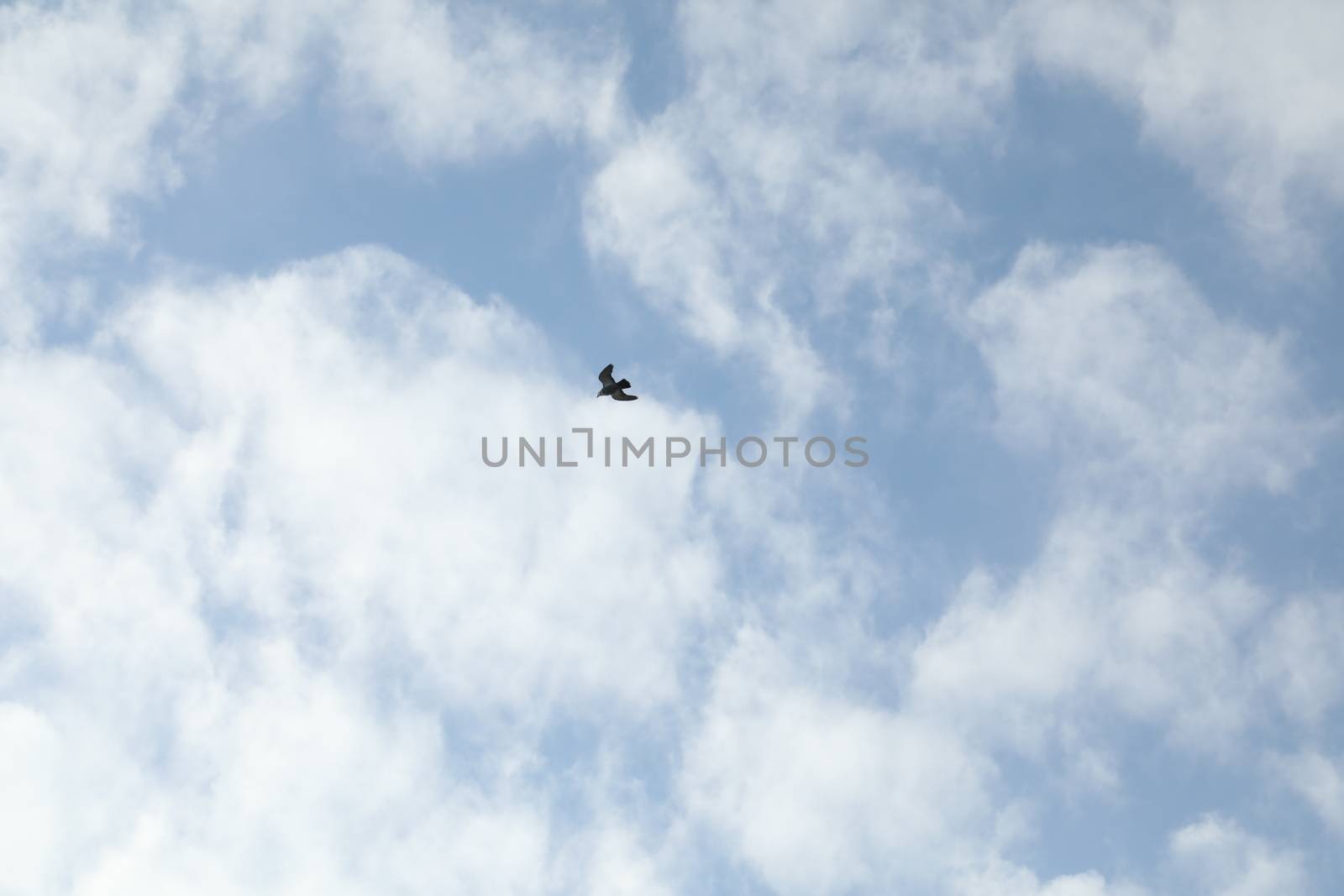 Close up of the Pigeon