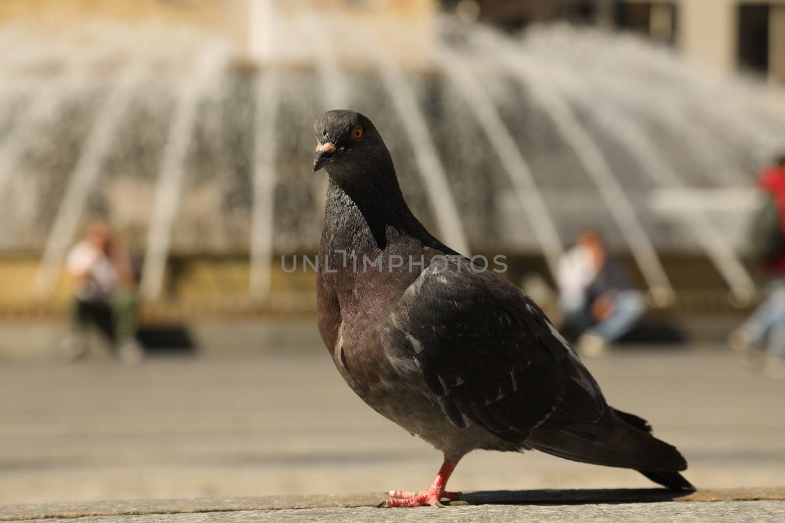 Close up of the Pigeon