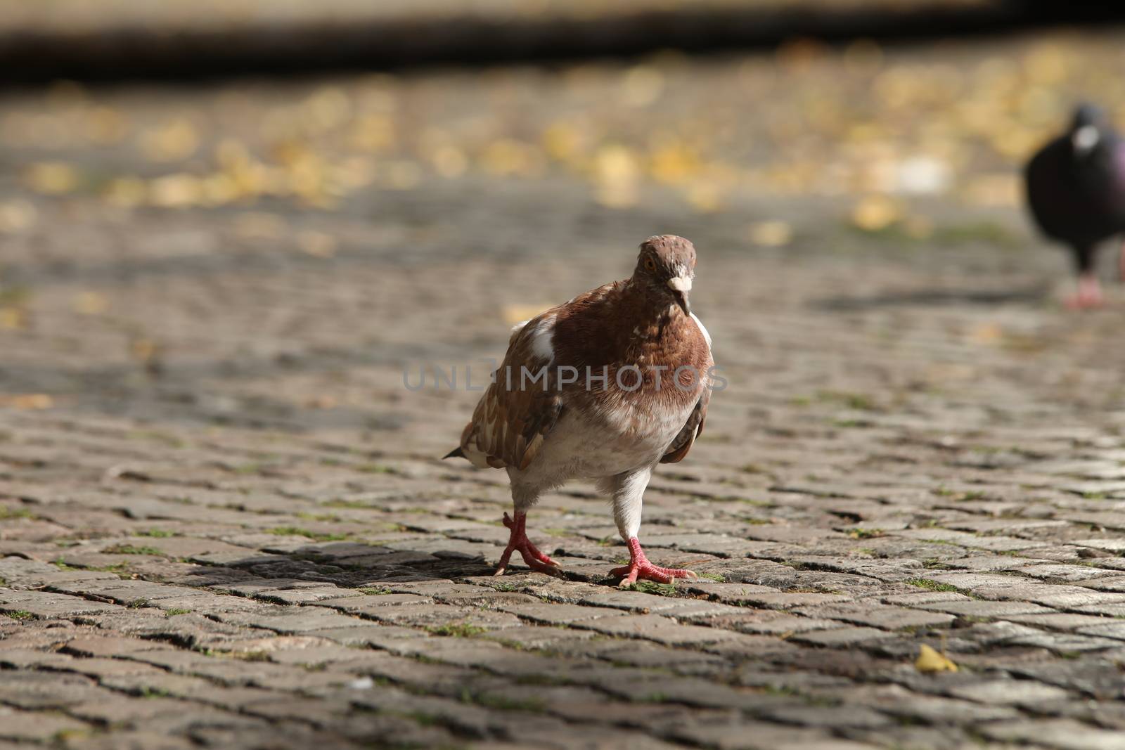 Close up of the Pigeon
