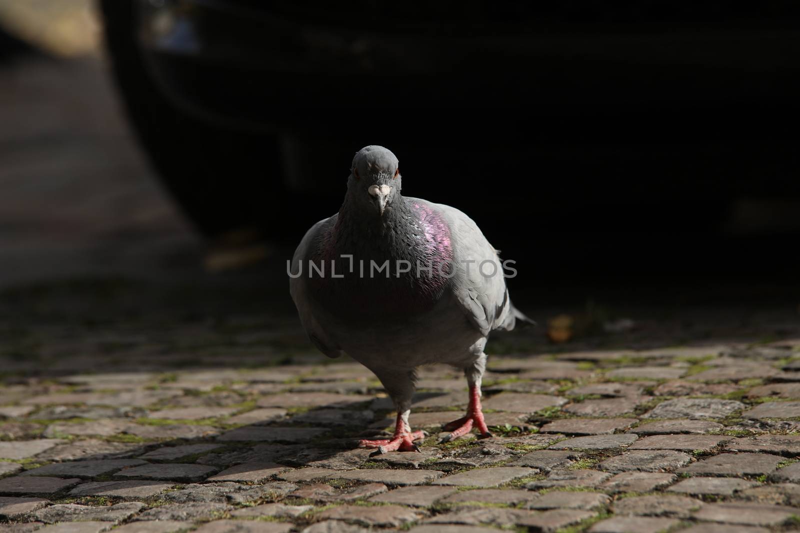 Close up of the Pigeon