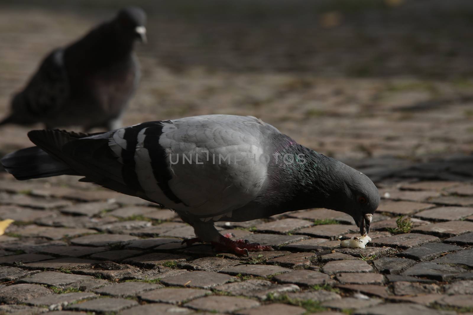 Close up of the Pigeon