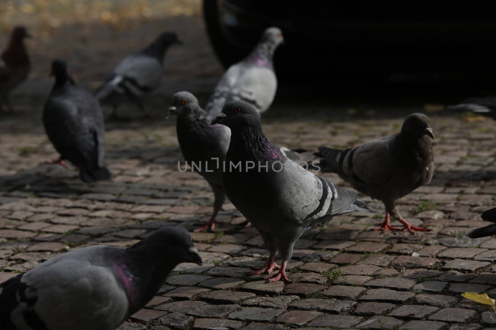 Close up of the Pigeon