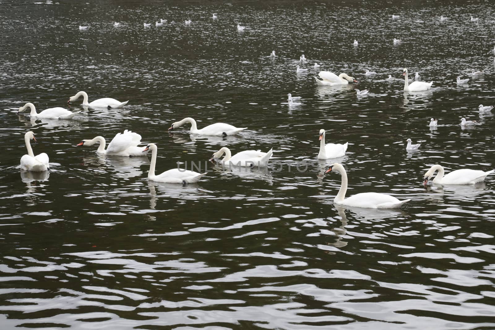 Birds in the Water