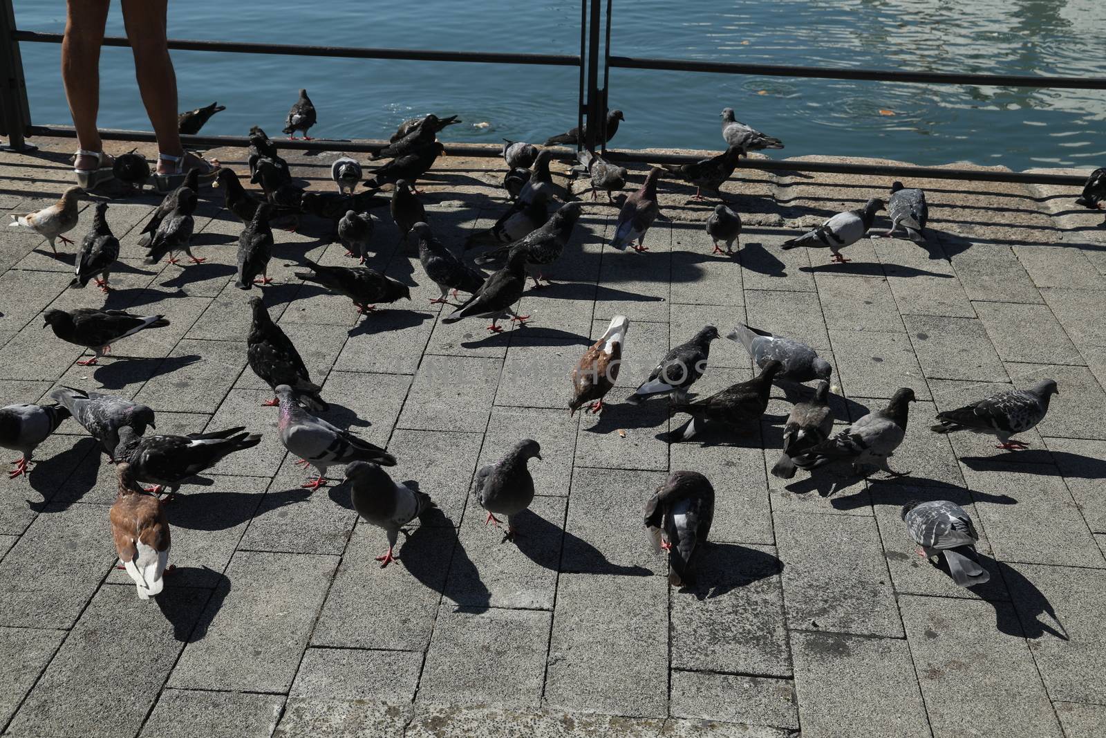 Close up of the Pigeon