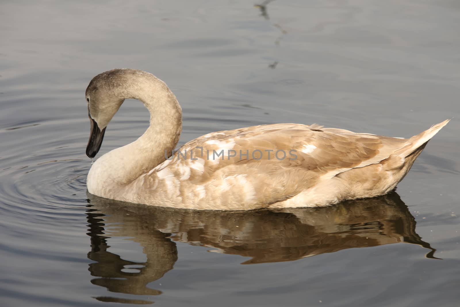 Birds in the Water