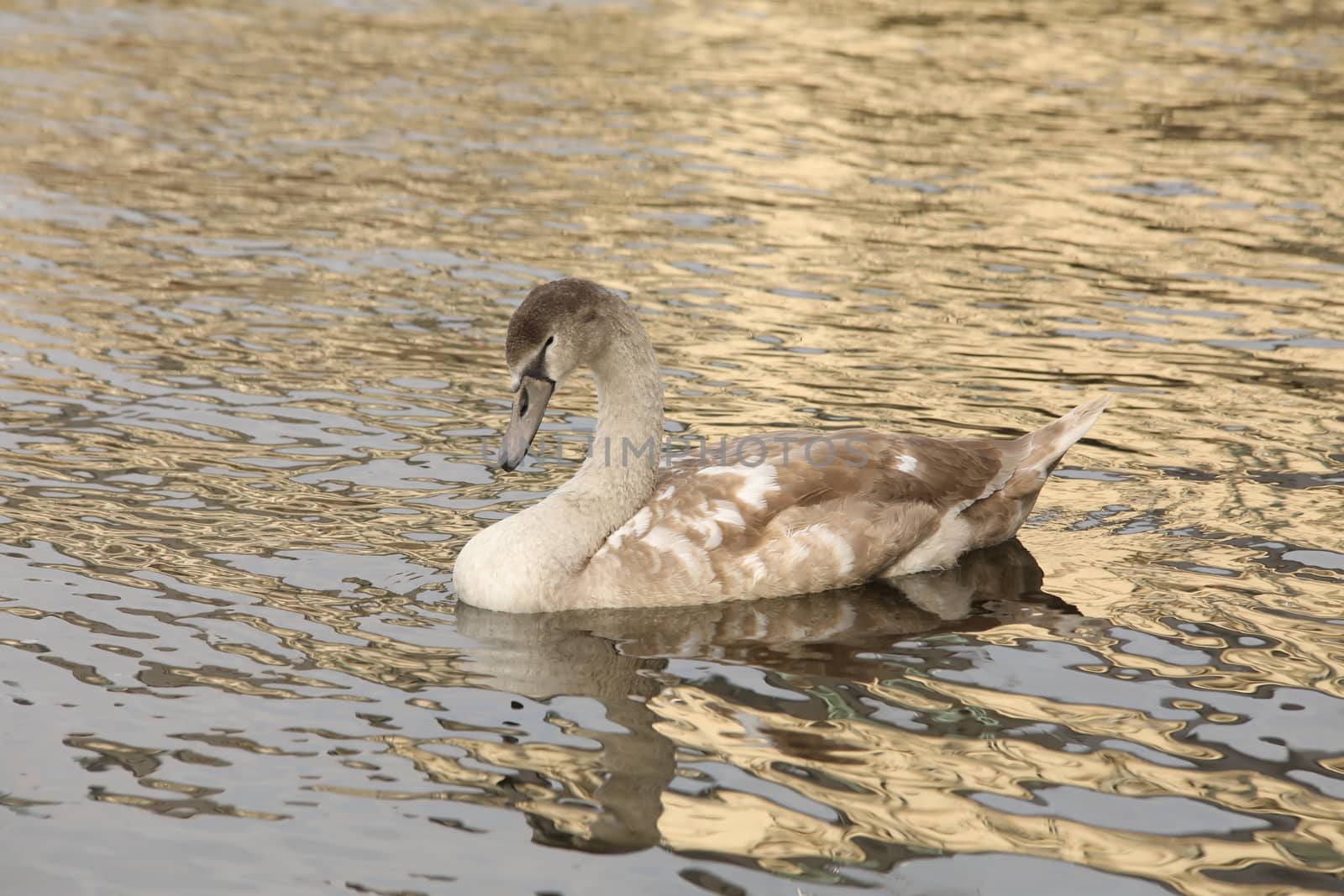 Birds in the Water