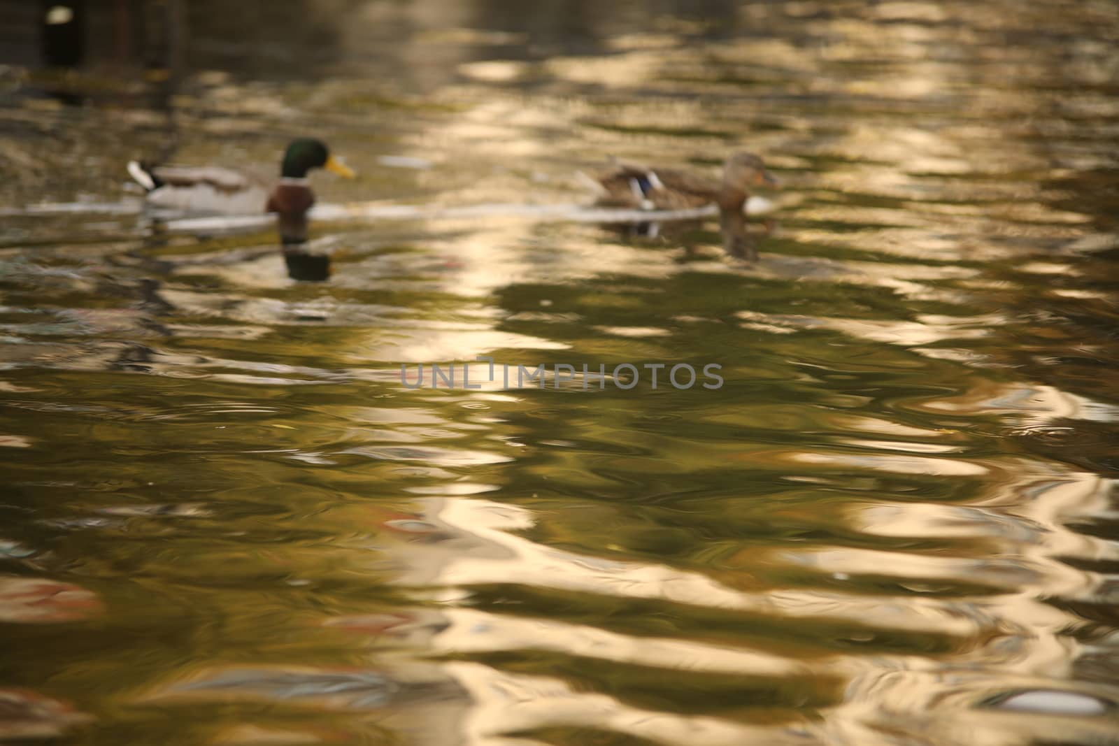 Birds in the Water