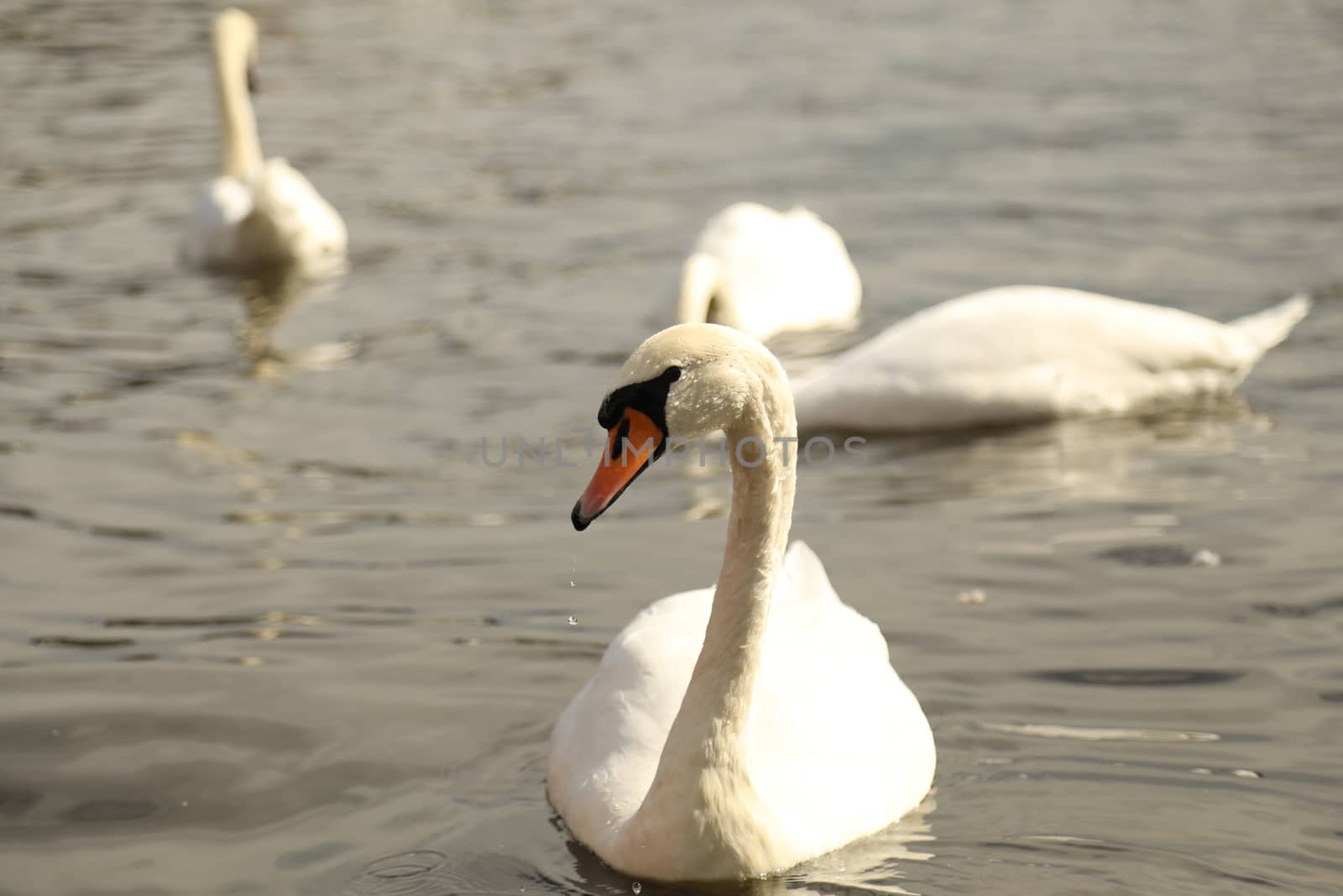 Birds in the Water