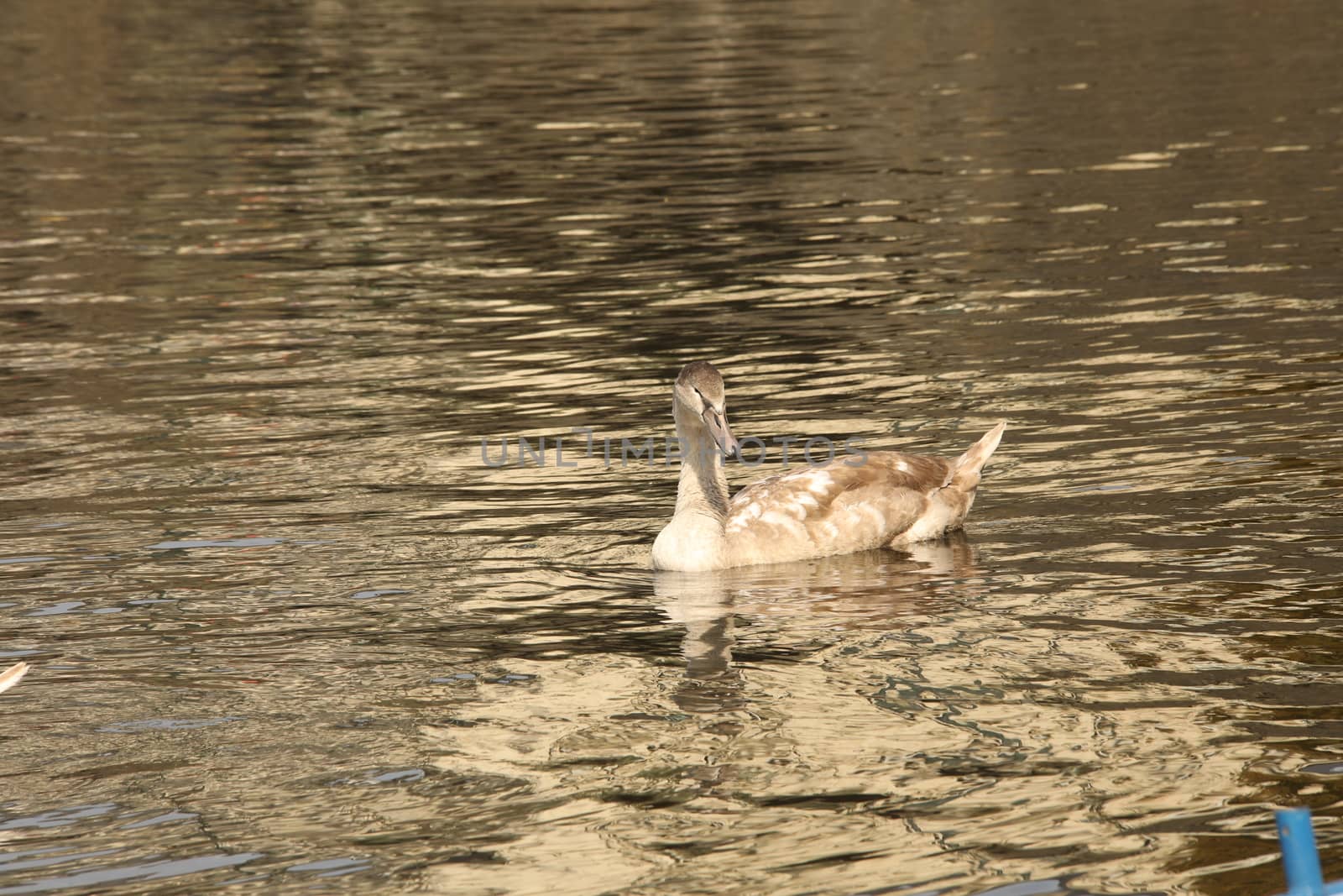 Birds in the Water
