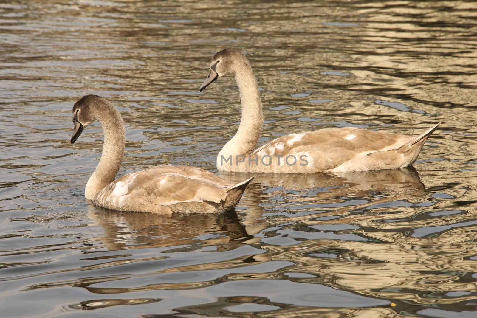 Birds in the Water