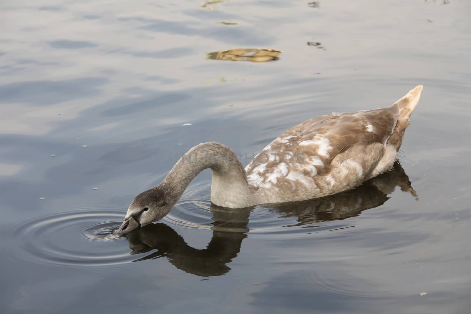 Birds in the Water