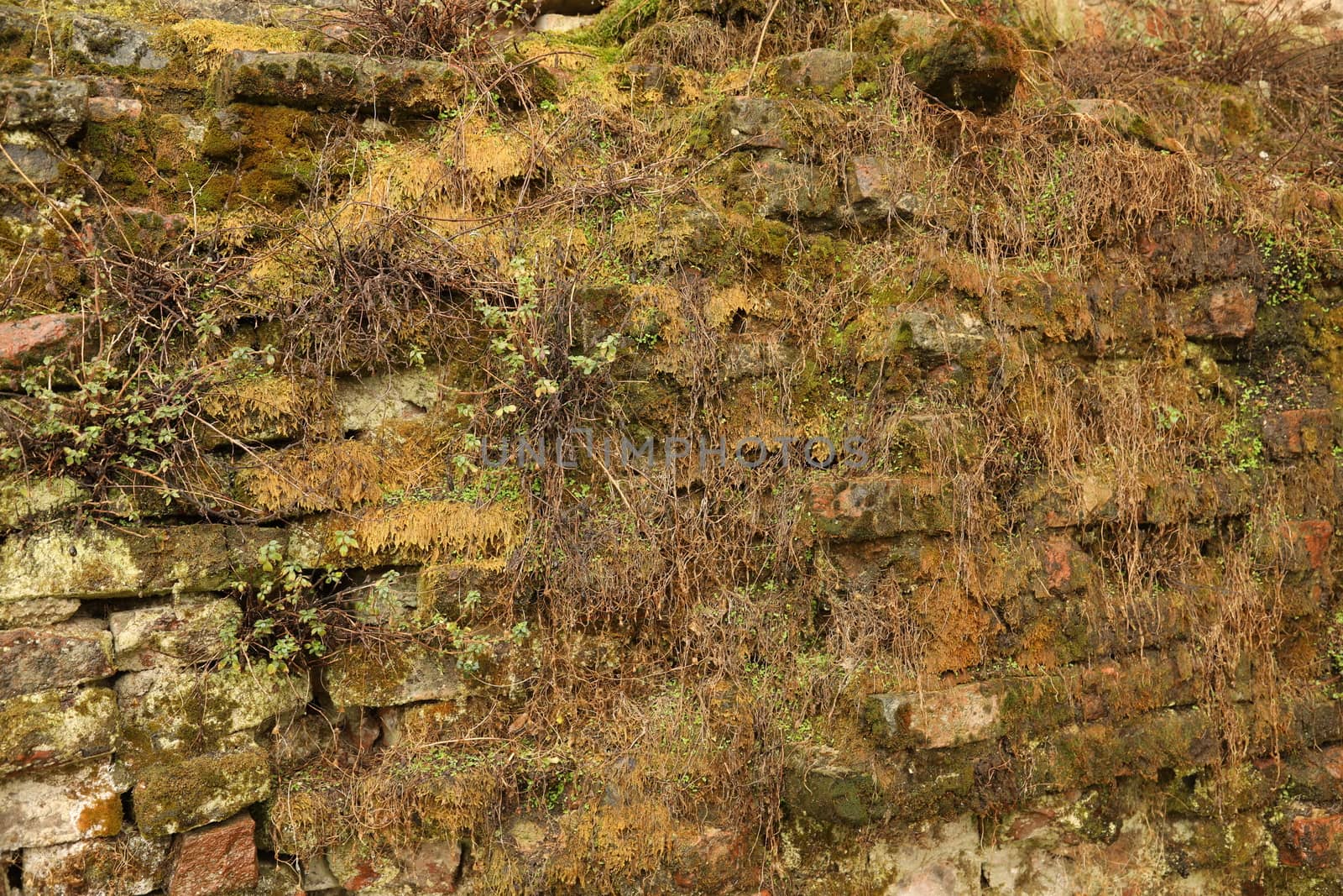 Vintage wall Texture