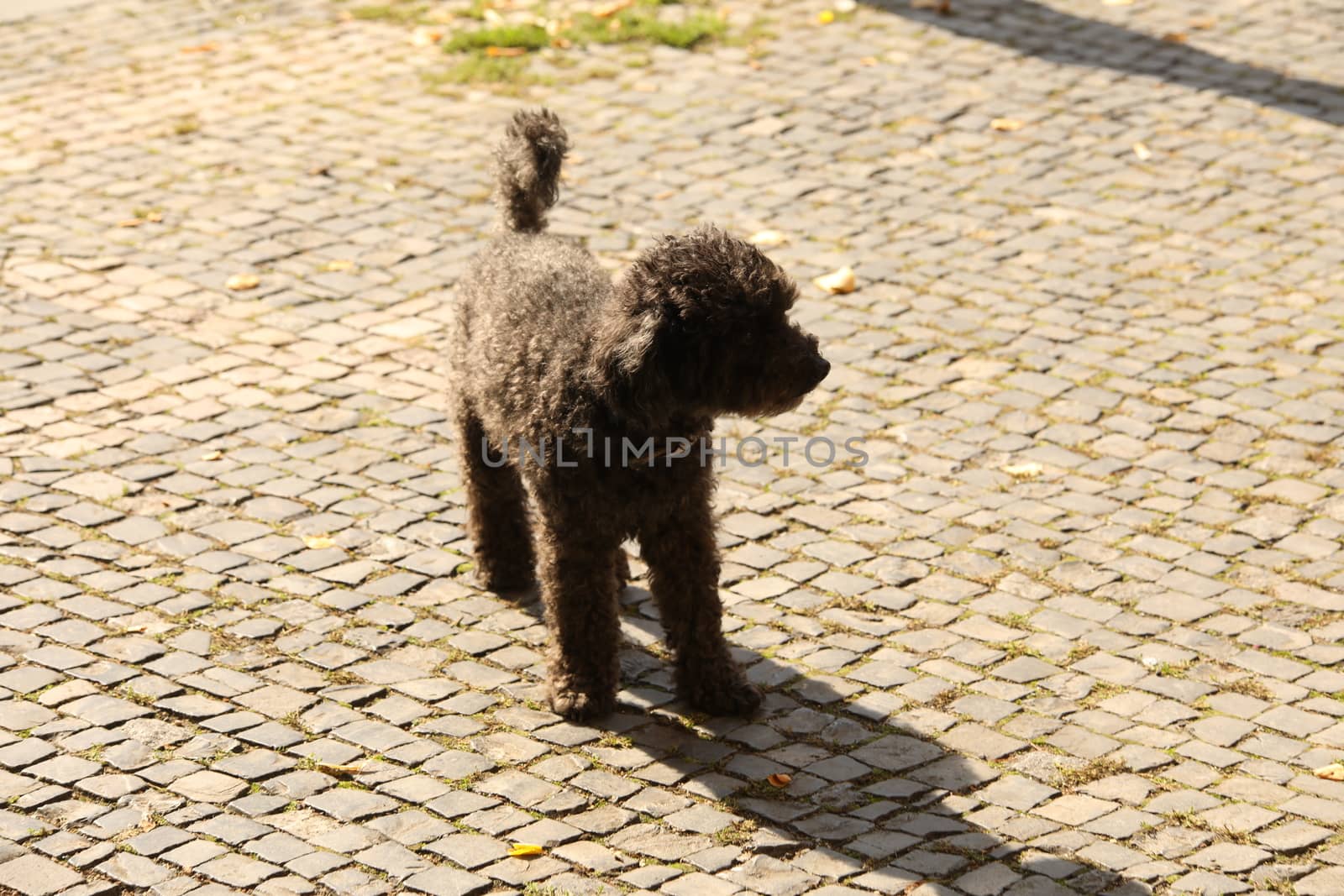 Dog at Home