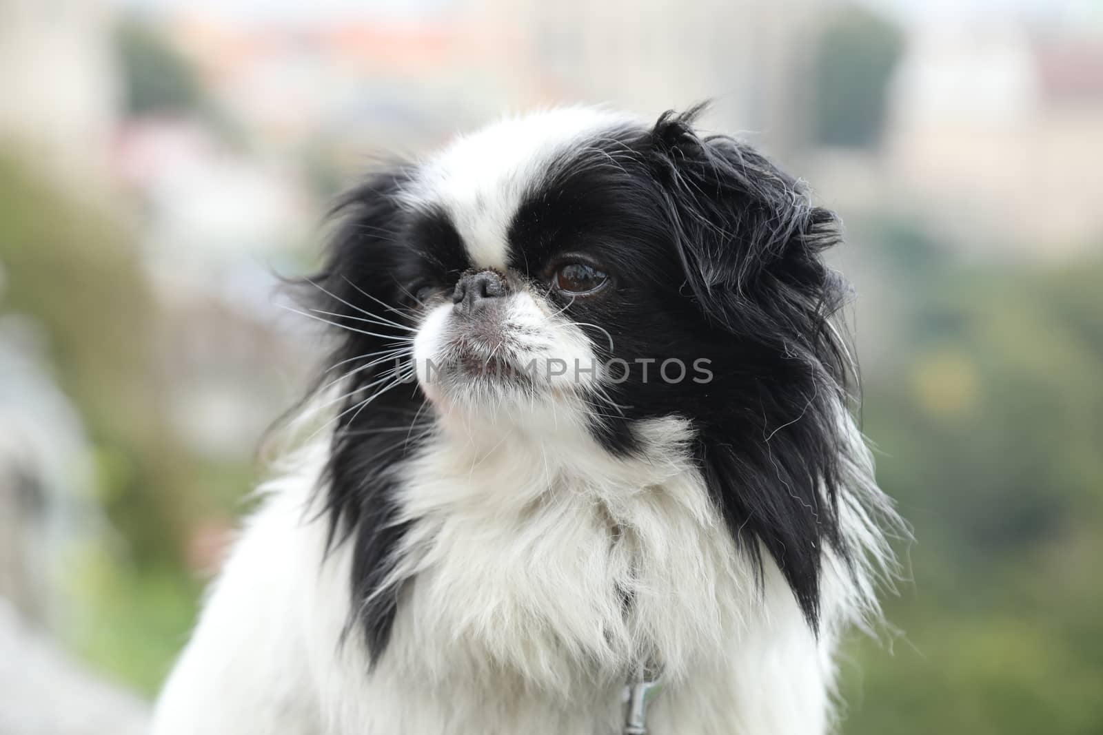 Dog at Home