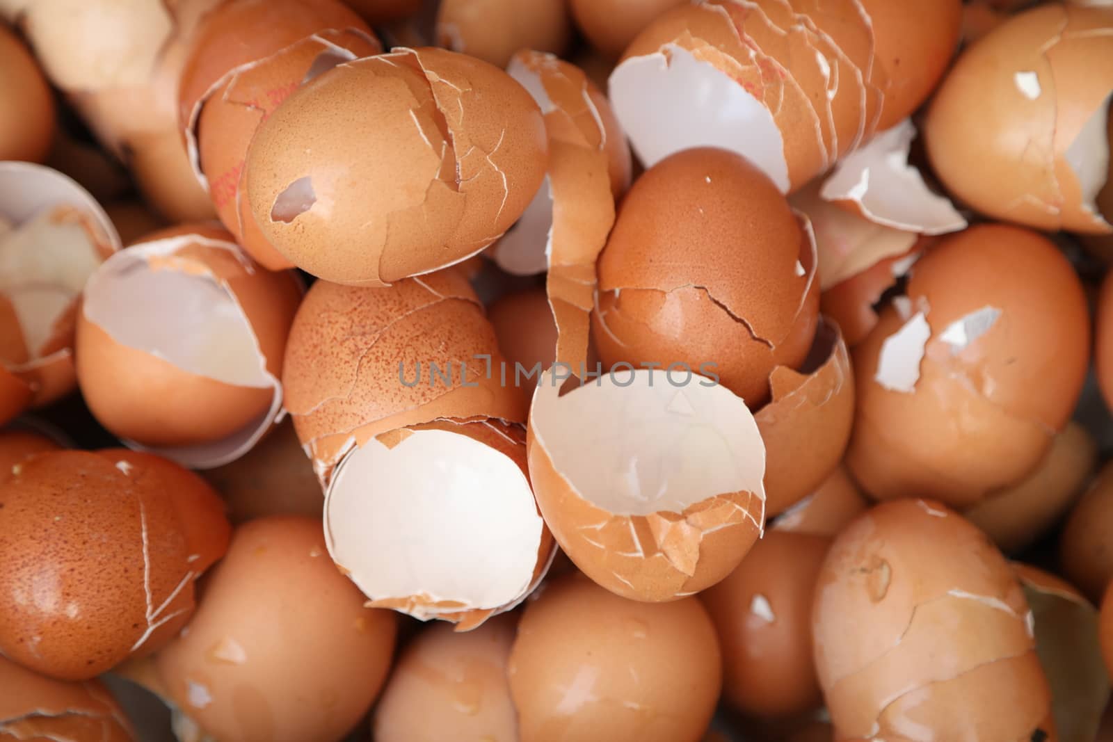 Egg shells closeup