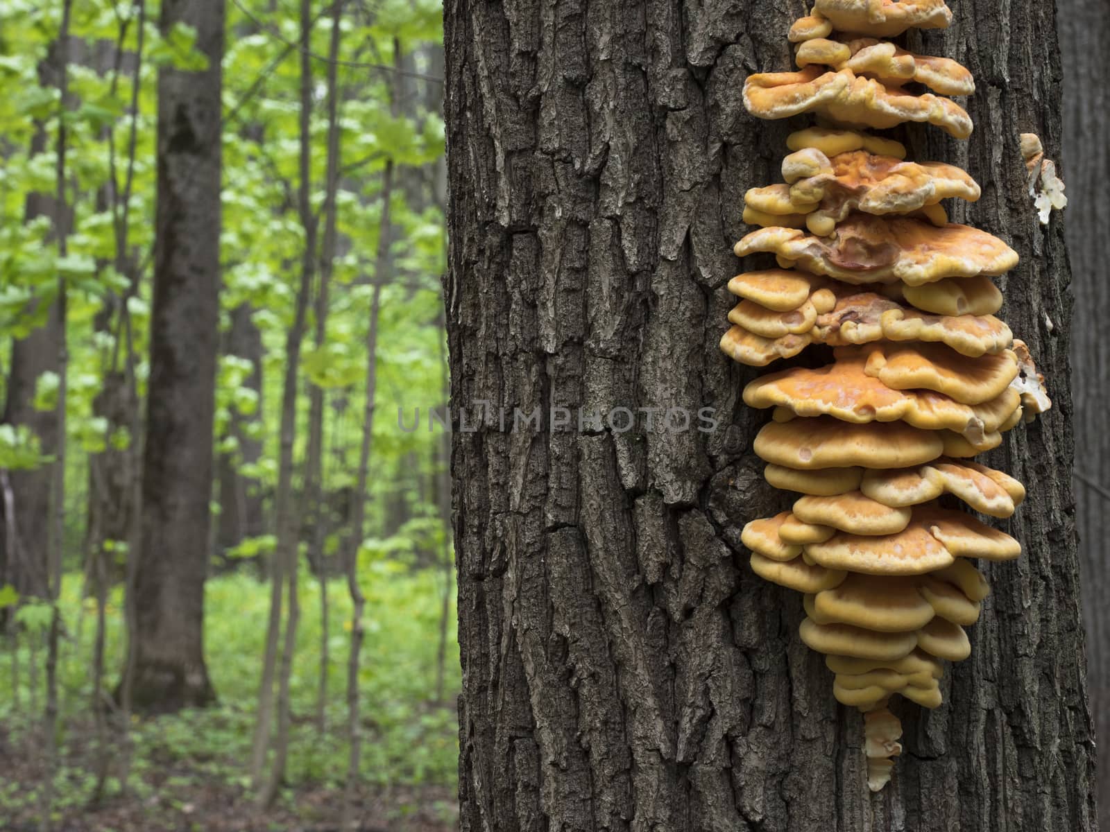 Spring edible mushroom (Laetiporus sulphureus) - grows on the tree, looks like yellow hub.