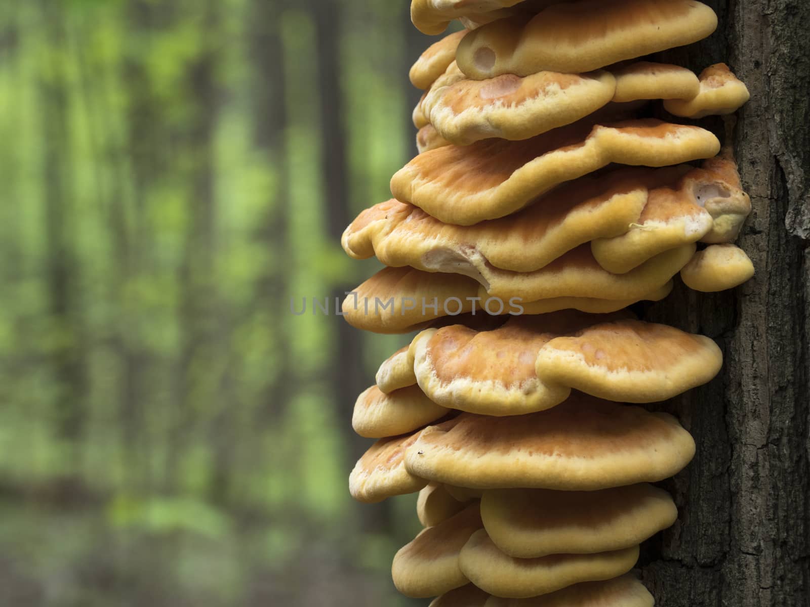 Spring edible mushroom (Laetiporus sulphureus) - grows on the tree, looks like yellow hub.