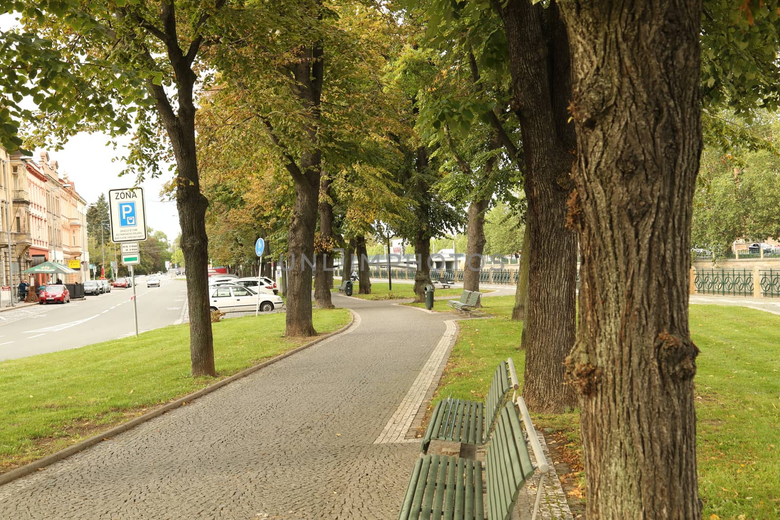 Trees in Switzerland