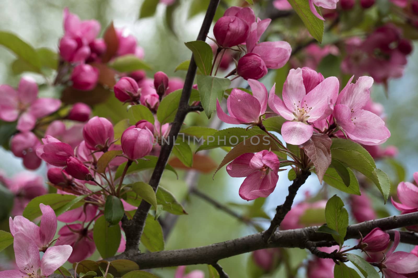Blooming  Pink Crab Apple Trees in the  Spring Garden.