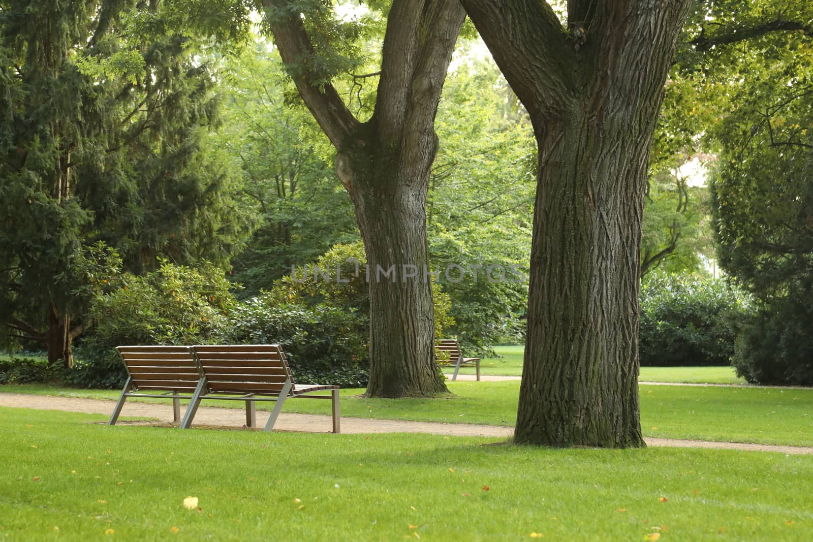 Trees in Switzerland