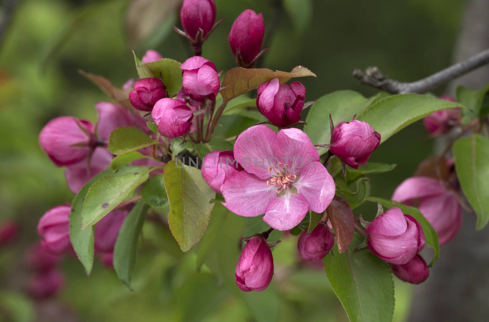 Branch of Blooming Pink Apple Tree Close Up View.