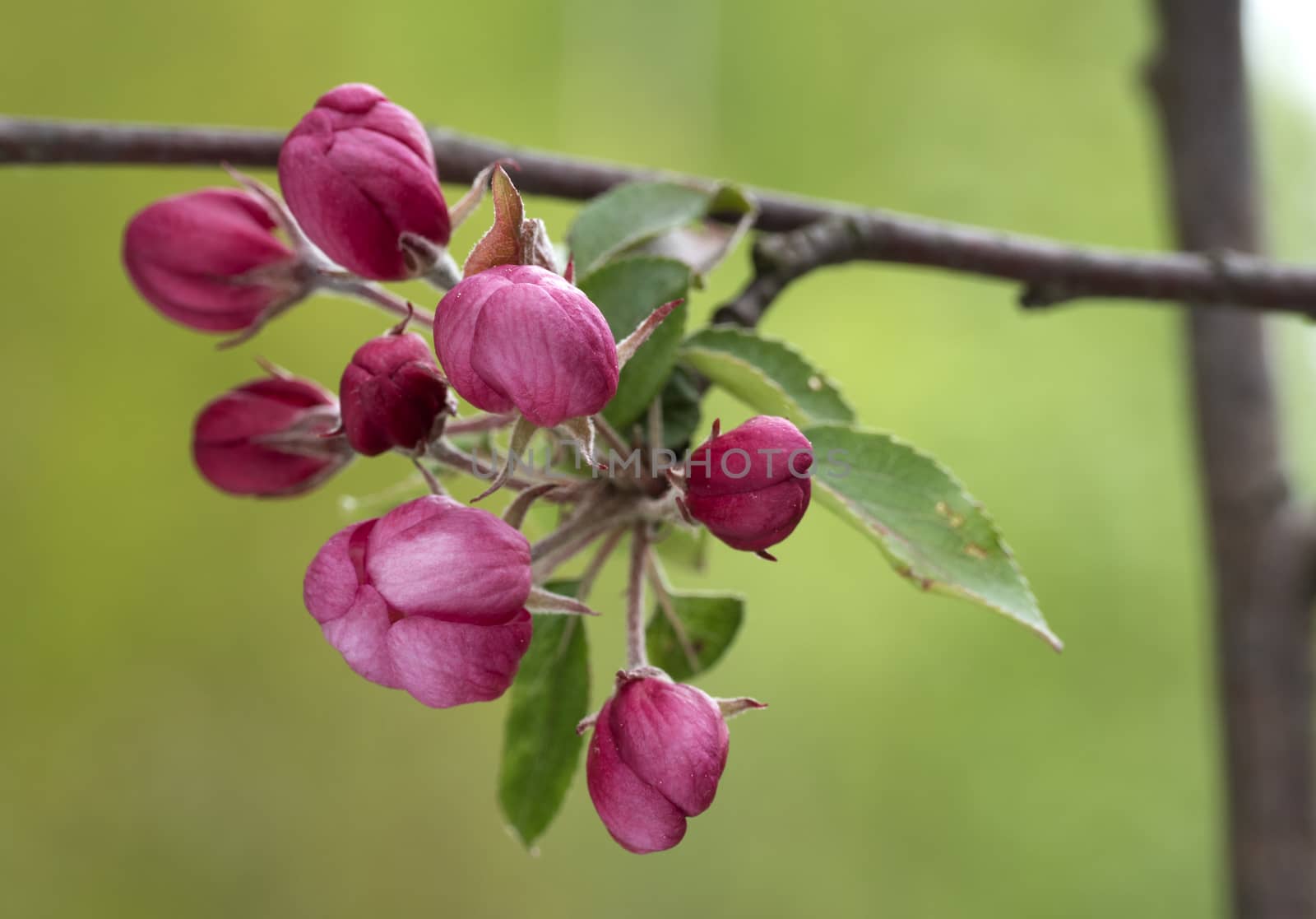 Apple tree branch with buds in sprin time. Spring Orchard.