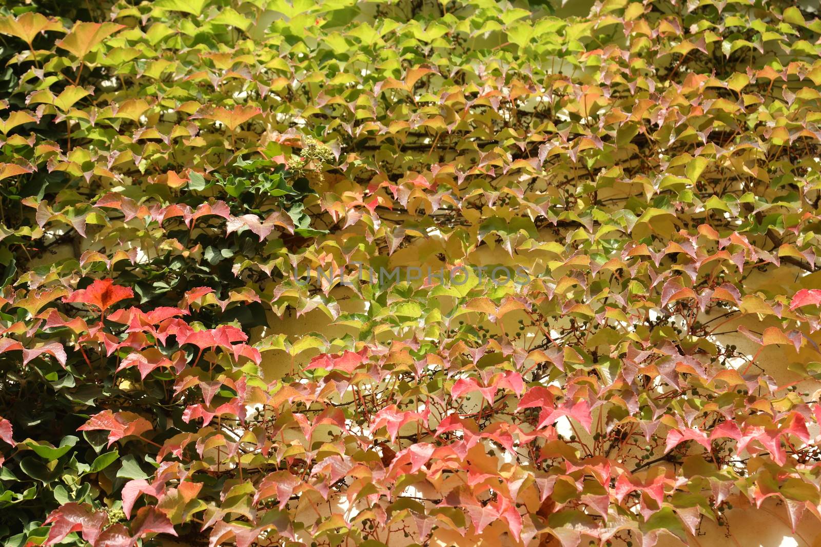 Trees in Switzerland