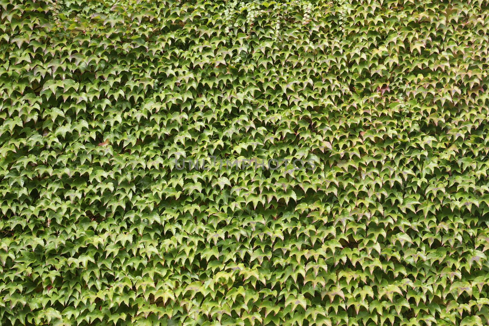 Trees in Switzerland