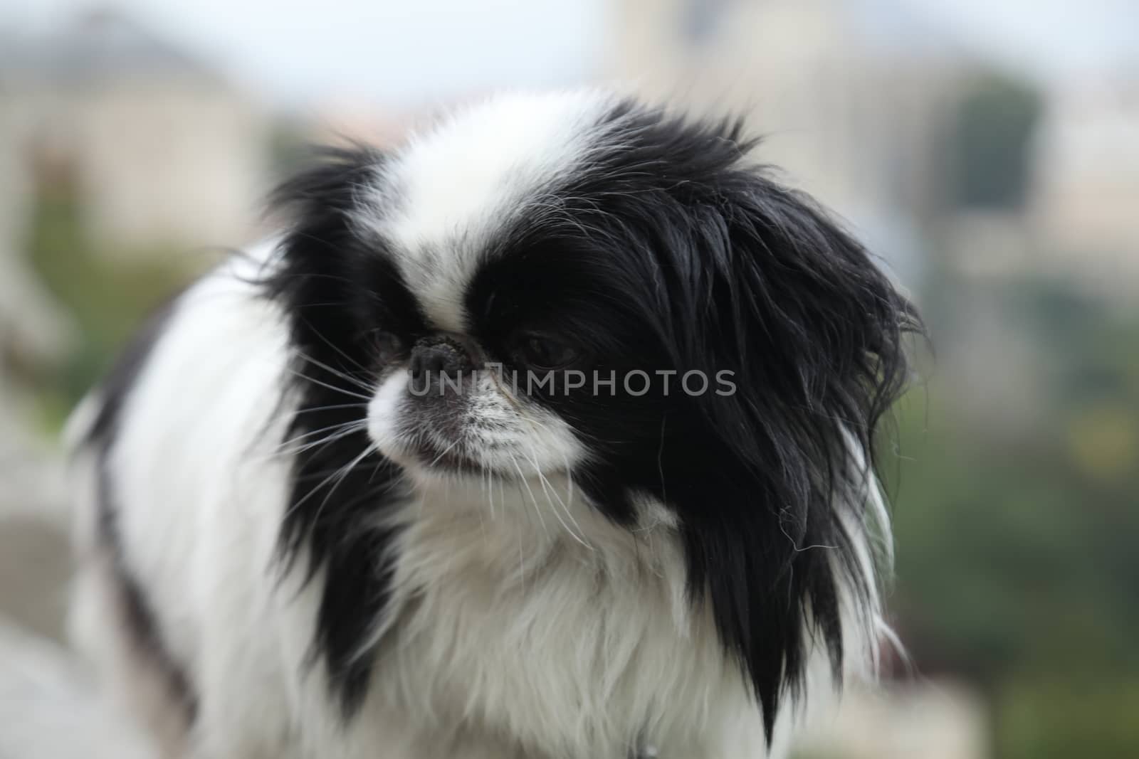 Dog at Home
