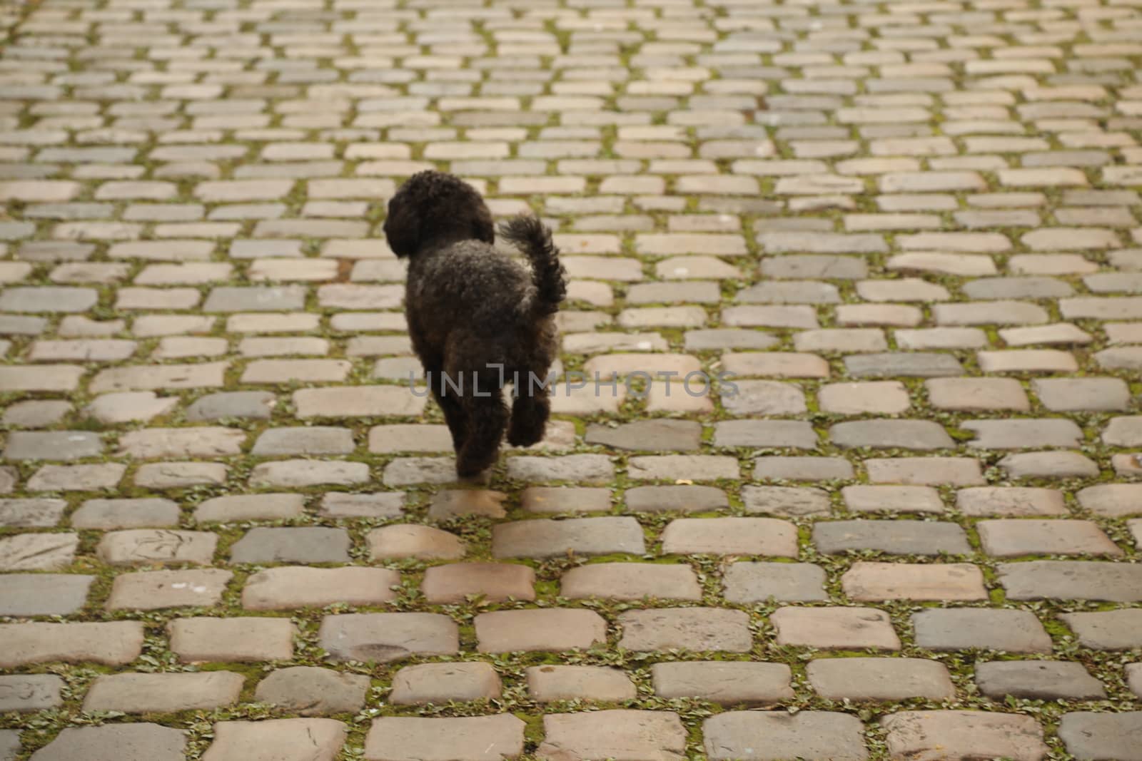 Dog at Home