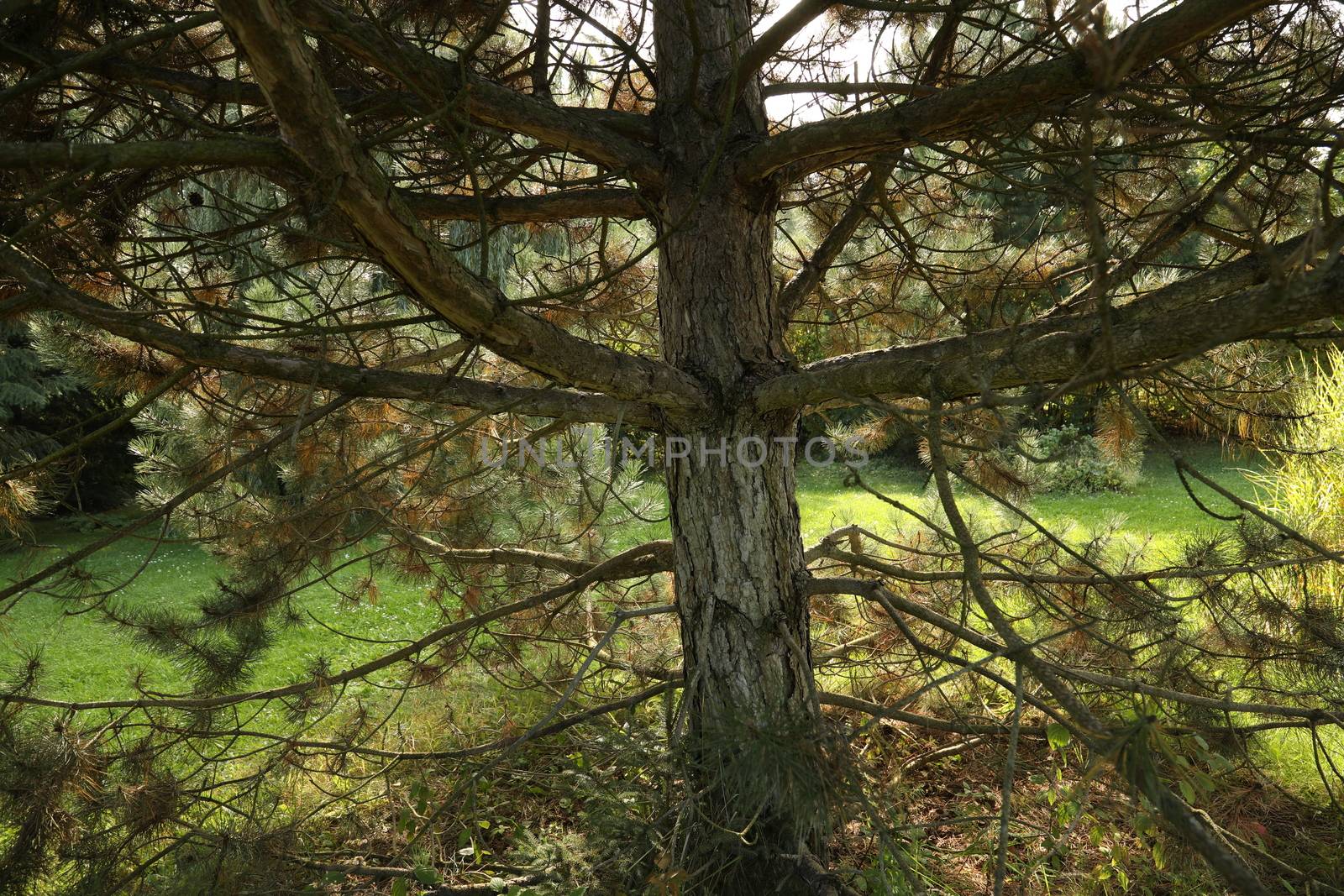 Trees in Switzerland