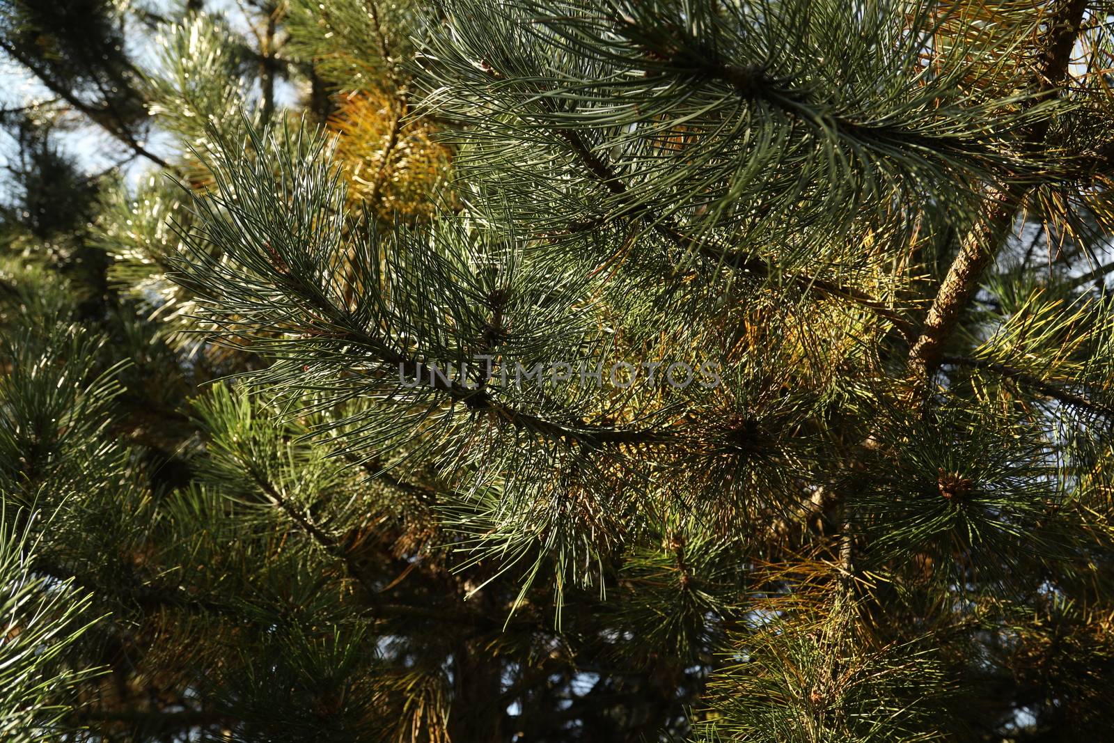 Trees in Switzerland
