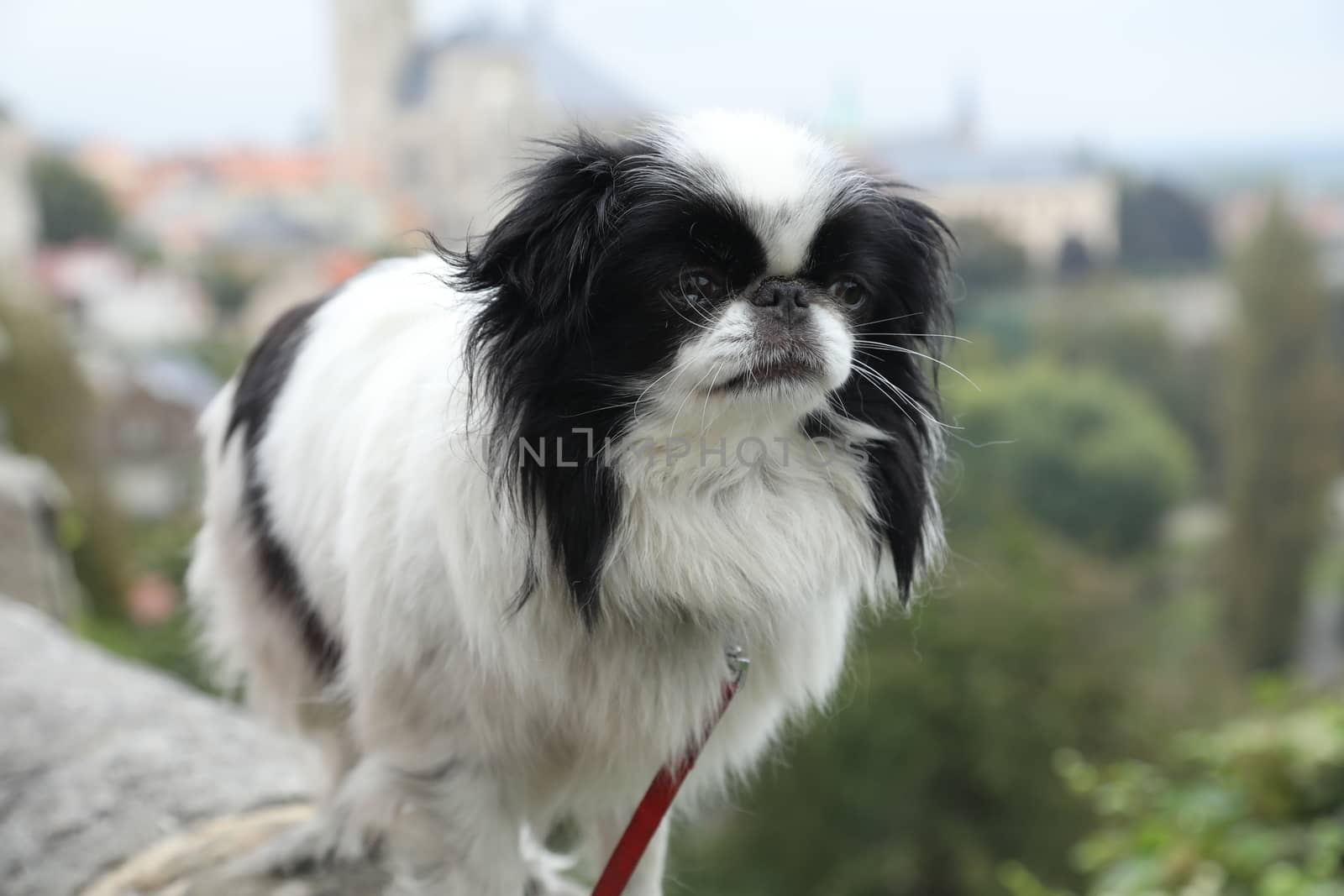 Dog at Home