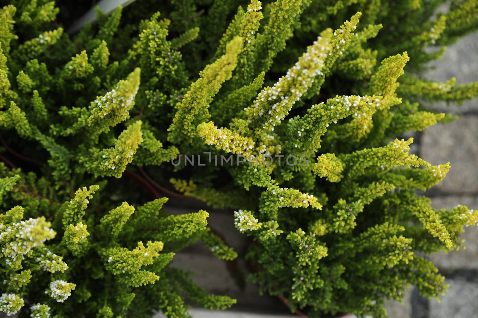 Closeup shot of Flowers