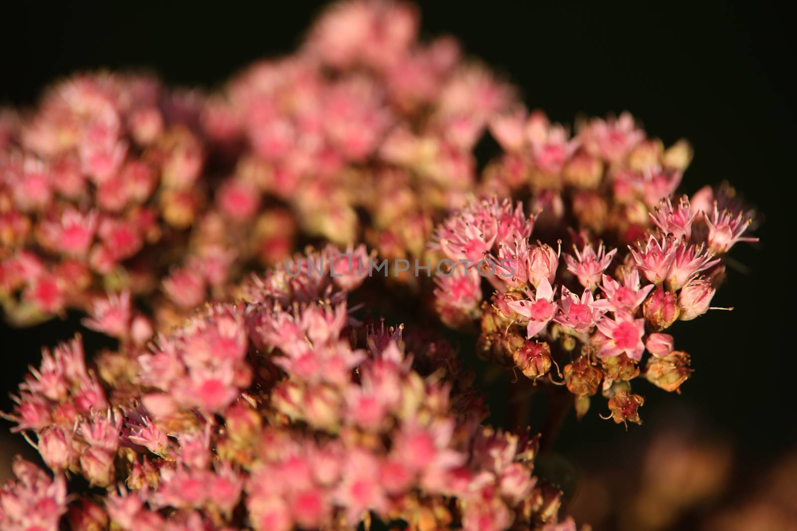 closeup shot of flowers