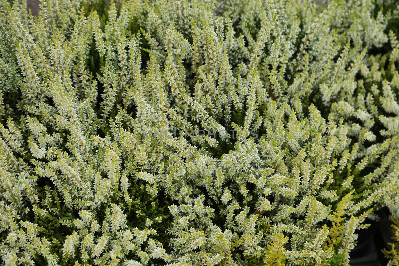 closeup shot of flowers