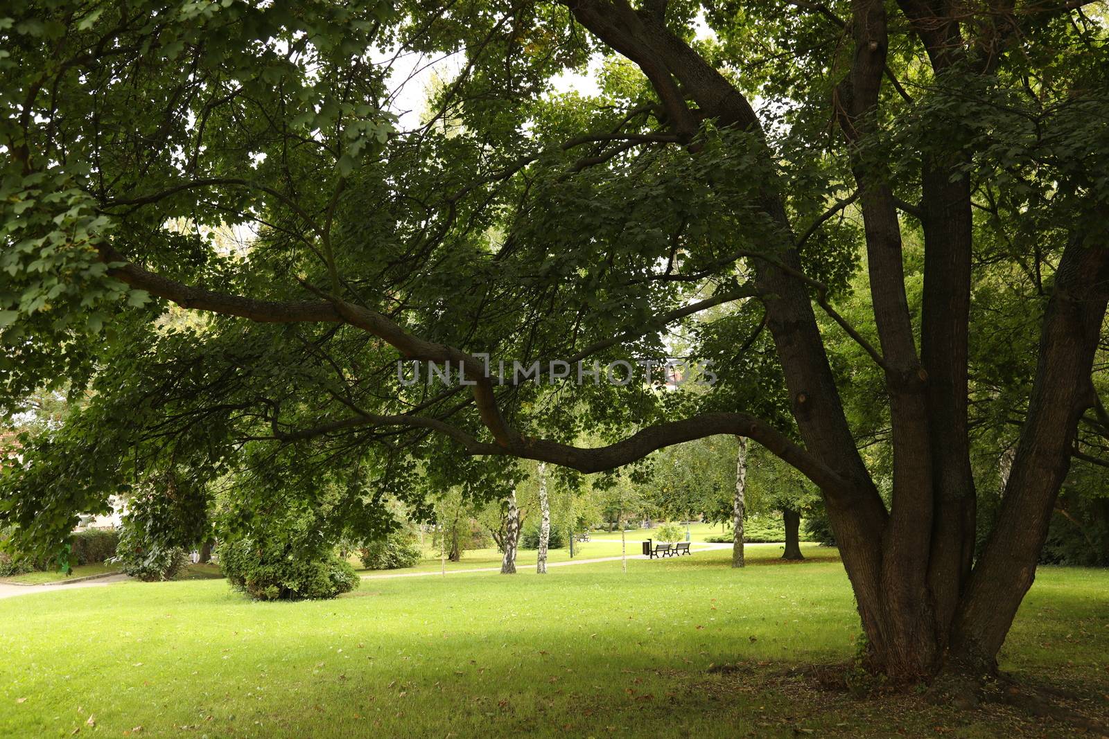 Trees in the Nature