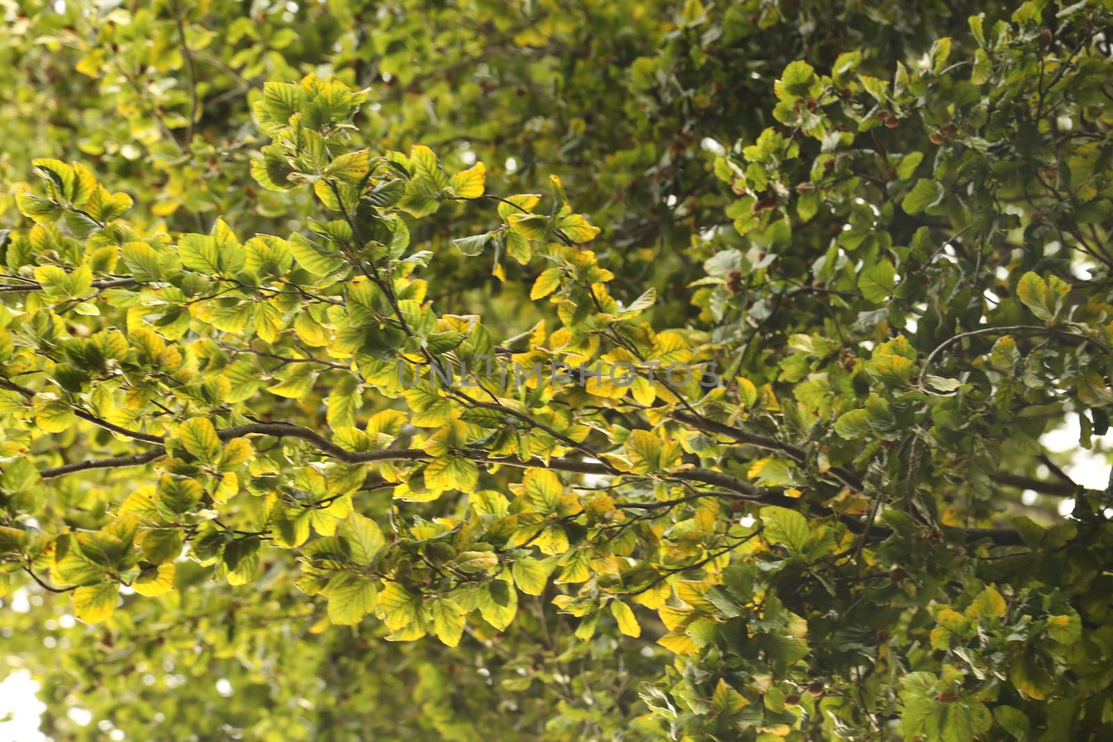 Trees in the Nature