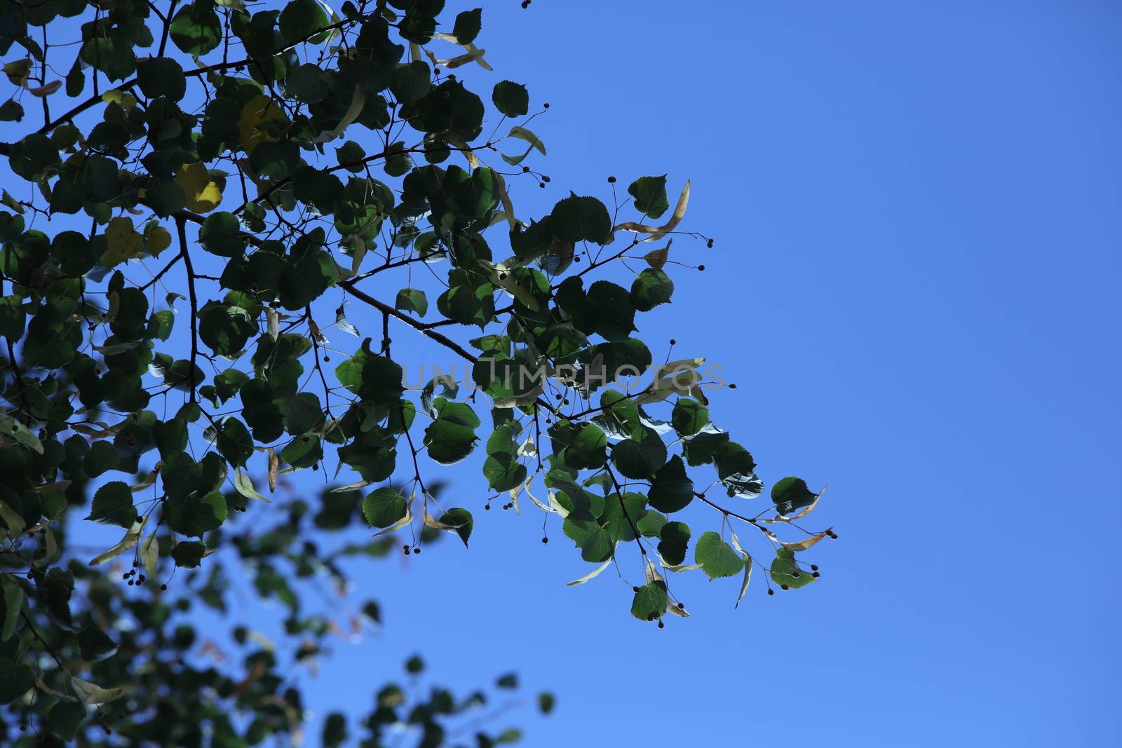 Trees in the Nature