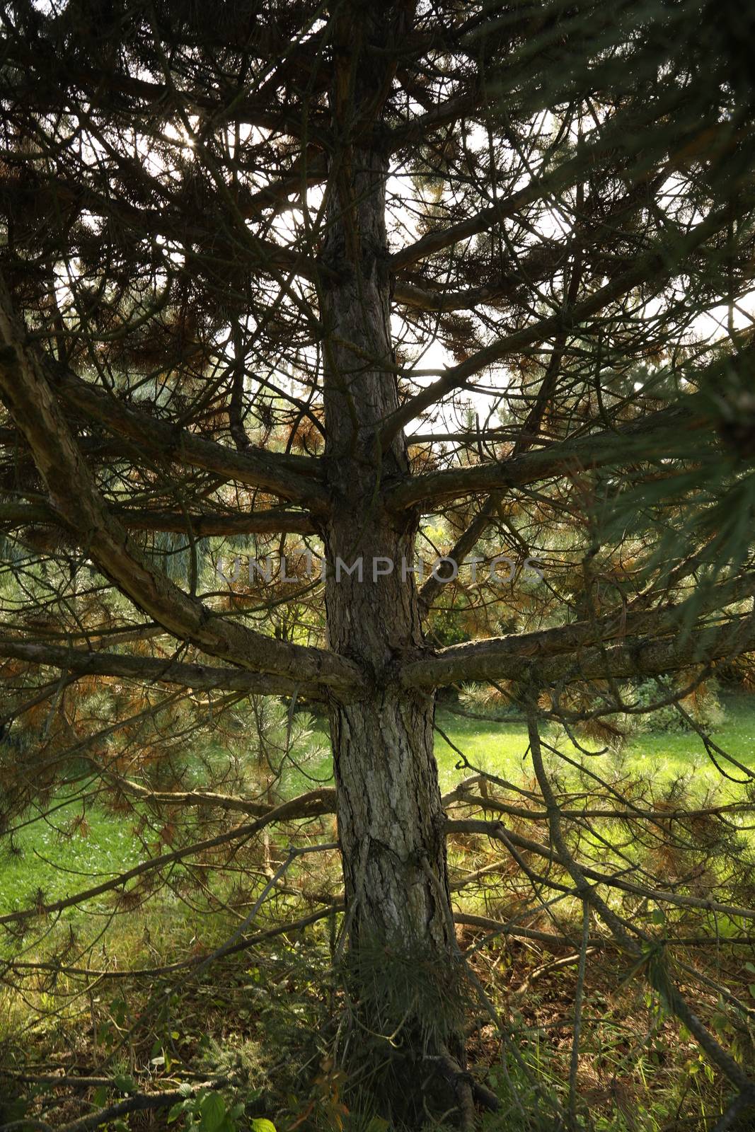 Trees in the Nature by rajastills