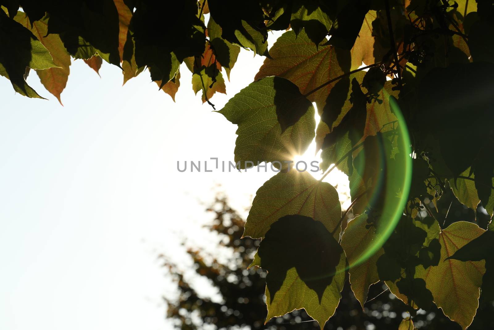 Trees in the Nature