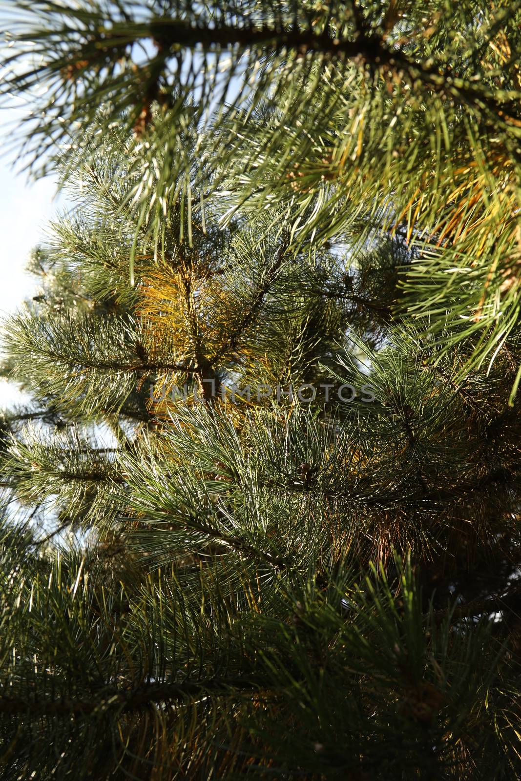 Trees in the Nature by rajastills