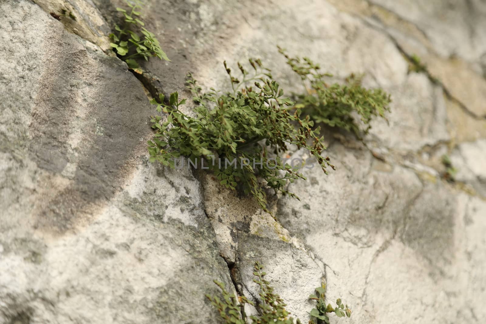 Raw stone Texture